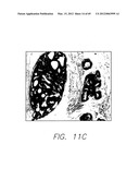 PSCA: PROSTATE STEM CELL ANTIGEN AND USES THEREOF diagram and image