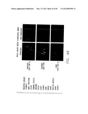 PSCA: PROSTATE STEM CELL ANTIGEN AND USES THEREOF diagram and image