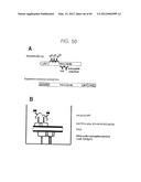 PSCA: PROSTATE STEM CELL ANTIGEN AND USES THEREOF diagram and image