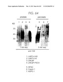 PSCA: PROSTATE STEM CELL ANTIGEN AND USES THEREOF diagram and image