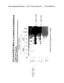 PSCA: PROSTATE STEM CELL ANTIGEN AND USES THEREOF diagram and image