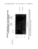 PSCA: PROSTATE STEM CELL ANTIGEN AND USES THEREOF diagram and image