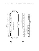 Anti-VEGF Antibody Compositions and Methods diagram and image