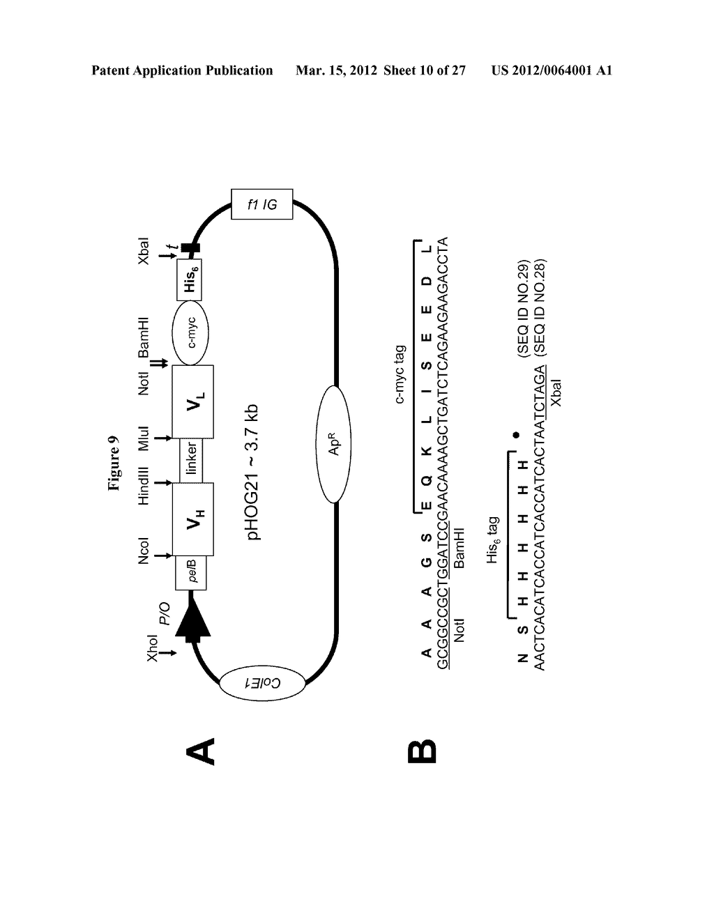 Anti-VEGF Antibody Compositions and Methods - diagram, schematic, and image 11