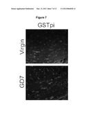 Pregnancy-Induced Oligodendrocyte Precursor Cell Proliferation Regulated     by Prolactin diagram and image