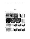 Pregnancy-Induced Oligodendrocyte Precursor Cell Proliferation Regulated     by Prolactin diagram and image