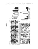 Pregnancy-Induced Oligodendrocyte Precursor Cell Proliferation Regulated     by Prolactin diagram and image