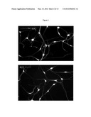 Efficient Generation of Neurally-Induced Mesenchymal Stem Cells and     Applications Thereof diagram and image