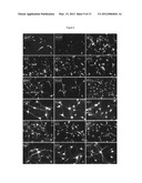 Efficient Generation of Neurally-Induced Mesenchymal Stem Cells and     Applications Thereof diagram and image