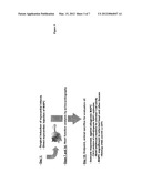 Use of Multipotent Adult Stem Cells in Treatment of Myocardial Infarction     and Congestive Heart Failure diagram and image