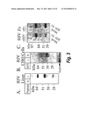 METHODS AND COMPOSITION TO REGULATE IRON METABOLISM diagram and image