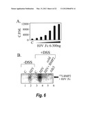 METHODS AND COMPOSITION TO REGULATE IRON METABOLISM diagram and image