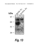 METHODS AND COMPOSITION TO REGULATE IRON METABOLISM diagram and image