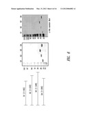 AMINOACYL TRNA SYNTHETASES FOR MODULATING HEMATOPOIESIS diagram and image