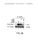 SIGNAL TRANSDUCTION PROTEIN TAB2 diagram and image