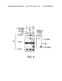 SIGNAL TRANSDUCTION PROTEIN TAB2 diagram and image