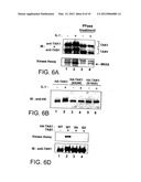 SIGNAL TRANSDUCTION PROTEIN TAB2 diagram and image