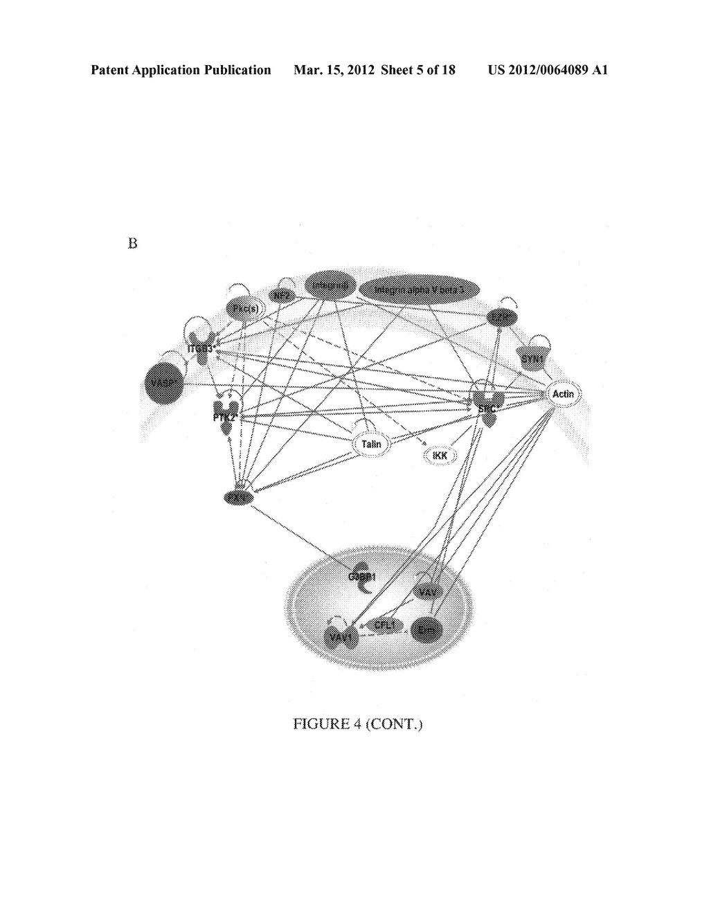 ANTI-CXCL16 AND ANTI-CXCR6 ANTIBODIES FOR THE PREVENTION AND TREATMENT OF     CANCER AND CANCER CELL MIGRATION - diagram, schematic, and image 06