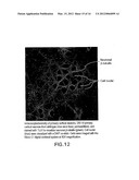 COMPOUNDS THAT INHIBIT NFKB AND BACE1 ACTIVITY diagram and image