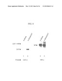 RECOMBINANT NEWCASTLE DISEASE VIRUSES USEFUL AS VACCINES OR VACCINE     VECTORS diagram and image