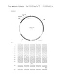 USE OF E. COLI SURFACE ANTIGEN 3 SEQUENCES FOR THE EXPORT OF HETEROLOGOUS     ANTIGENS diagram and image