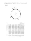 USE OF E. COLI SURFACE ANTIGEN 3 SEQUENCES FOR THE EXPORT OF HETEROLOGOUS     ANTIGENS diagram and image