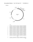 USE OF E. COLI SURFACE ANTIGEN 3 SEQUENCES FOR THE EXPORT OF HETEROLOGOUS     ANTIGENS diagram and image