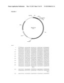 USE OF E. COLI SURFACE ANTIGEN 3 SEQUENCES FOR THE EXPORT OF HETEROLOGOUS     ANTIGENS diagram and image