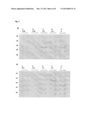 RECOMBINANT VIRUS-LIKE PARTICLES ENCODED BY MULTI-GENE VECTOR diagram and image