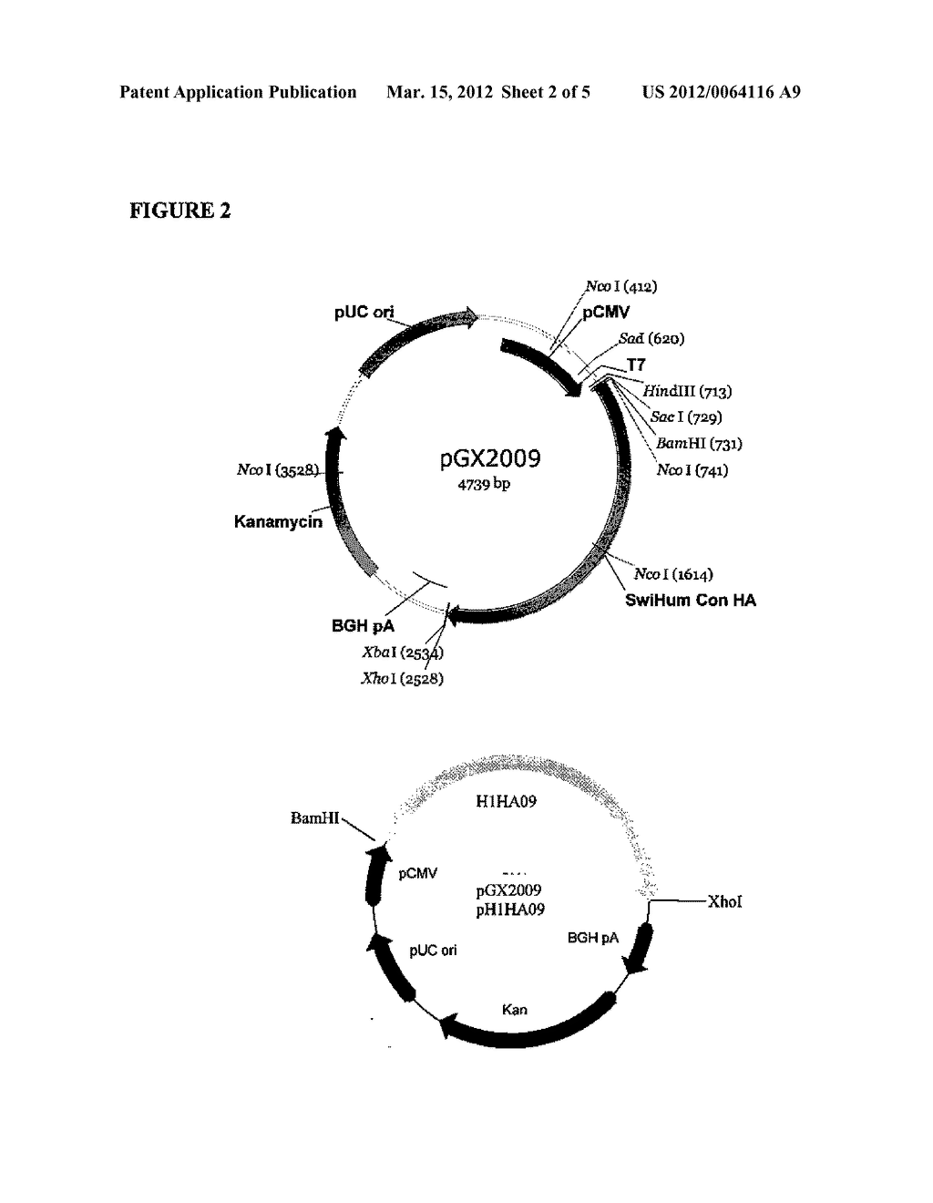 INFLUENZA NUCLEIC ACID MOLECULES AND VACCINES MADE THEREFROM - diagram, schematic, and image 03