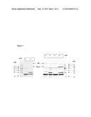 NEISSERIAL VACCINE COMPOSITIONS COMPRISING A COMBINATION OF ANTIGENS diagram and image