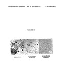 Fibrate-statin Combinations with Reduced Fed-fasted Effects diagram and image