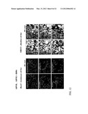 COSMETIC OR DERMATOLOGICAL PREPARATION COMPRISING COLLAGEN, CHITOSAN,     GLYCOSYLAMINOGLYCAN AND CELL GROWTH PROMOTING PEPTIDE AND/OR CELLULAR     COMPLEX diagram and image