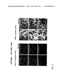 COSMETIC OR DERMATOLOGICAL PREPARATION COMPRISING COLLAGEN, CHITOSAN,     GLYCOSYLAMINOGLYCAN AND CELL GROWTH PROMOTING PEPTIDE AND/OR CELLULAR     COMPLEX diagram and image
