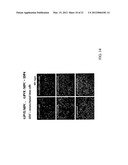 COSMETIC OR DERMATOLOGICAL PREPARATION COMPRISING COLLAGEN, CHITOSAN,     GLYCOSYLAMINOGLYCAN AND CELL GROWTH PROMOTING PEPTIDE AND/OR CELLULAR     COMPLEX diagram and image