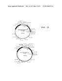 NOVEL CELL PENETRATING PEPTIDE diagram and image