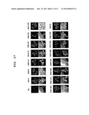 NOVEL CELL PENETRATING PEPTIDE diagram and image