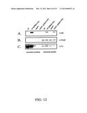 Bacterial Virulence Factors And Uses Thereof diagram and image