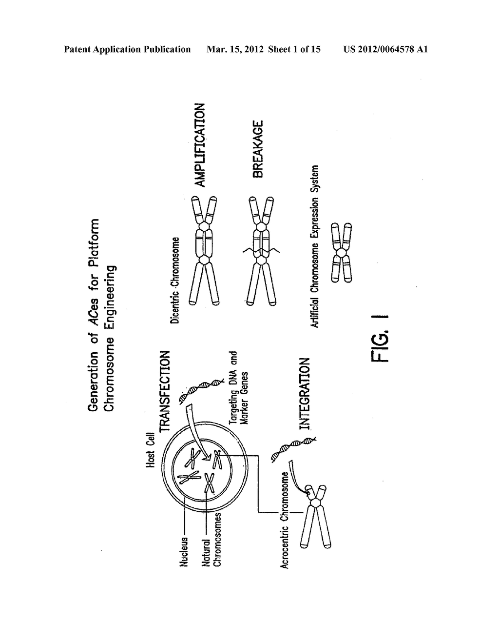 CHROMOSOME-BASED PLATFORMS - diagram, schematic, and image 02