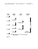 Synthetic Antibodies diagram and image