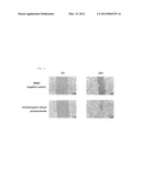 COMPOSITION CONTAINING CHAMAECYPARIS OBTUSA POLYSACCHARIDES TO BE     EXTERNALLY APPLIED TO THE SKIN diagram and image