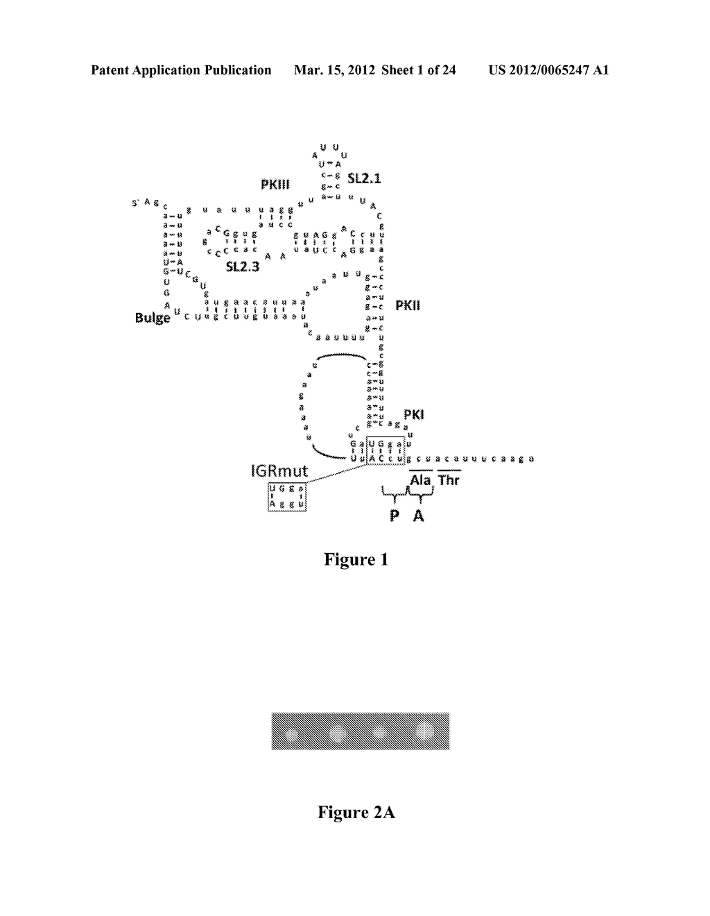 MODULATING IRES-MEDIATED TRANSLATION - diagram, schematic, and image 02