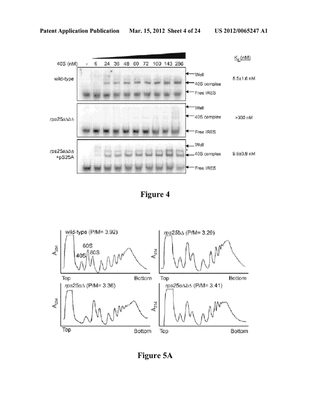 MODULATING IRES-MEDIATED TRANSLATION - diagram, schematic, and image 05