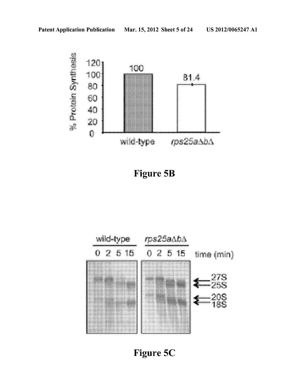 MODULATING IRES-MEDIATED TRANSLATION - diagram, schematic, and image 06