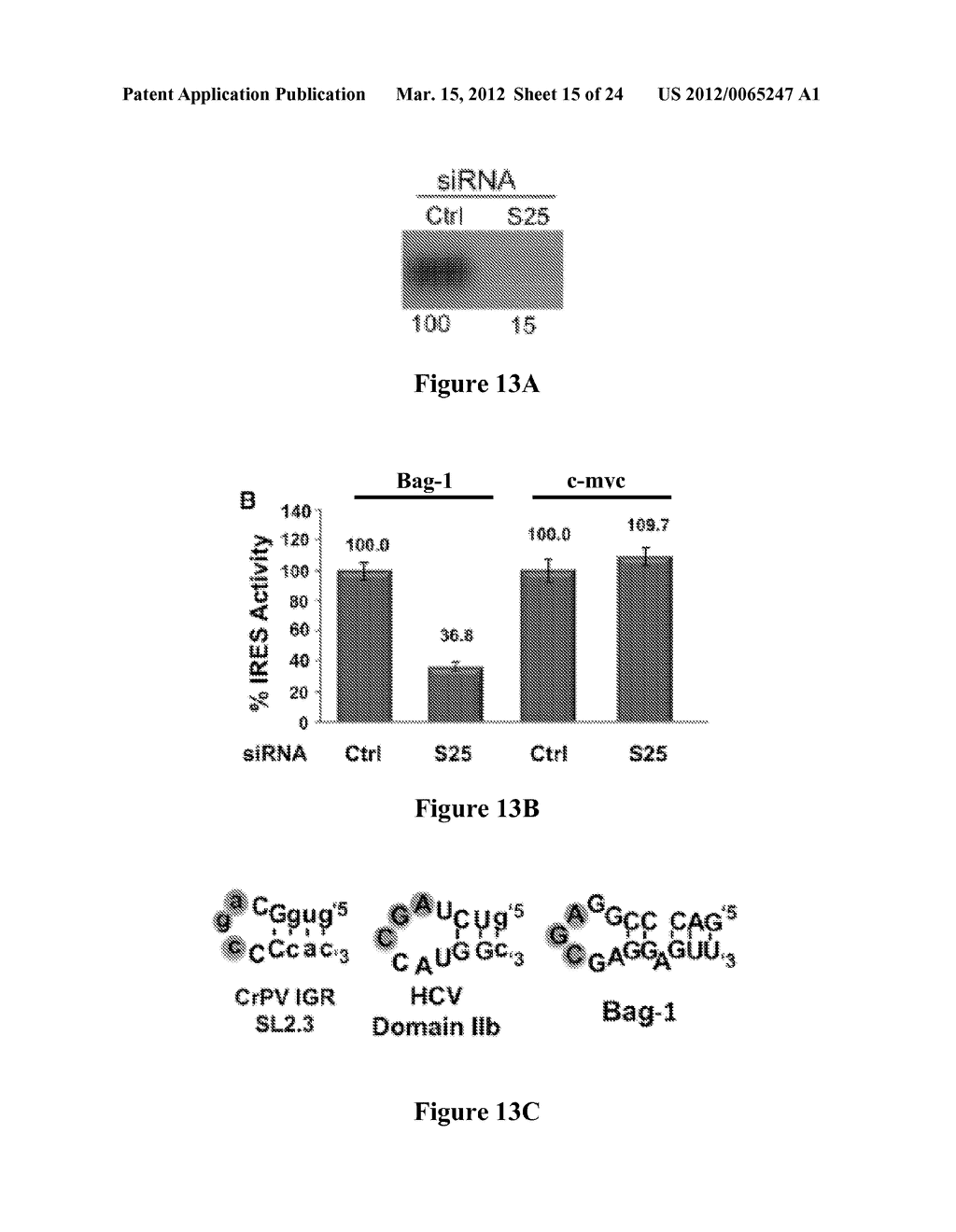 MODULATING IRES-MEDIATED TRANSLATION - diagram, schematic, and image 16