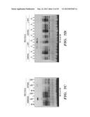 HIF INHIBITORS AND USE THEREOF diagram and image