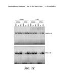 HIF INHIBITORS AND USE THEREOF diagram and image