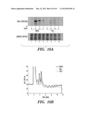 HIF INHIBITORS AND USE THEREOF diagram and image