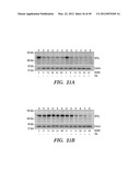 HIF INHIBITORS AND USE THEREOF diagram and image