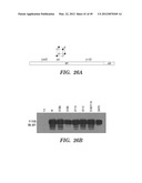 HIF INHIBITORS AND USE THEREOF diagram and image